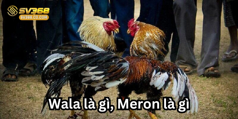 Wala là gì? Meron là gì? Thuật Ngữ Quan Trọng Bạn Cần Biết
