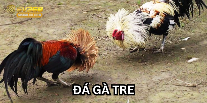 Đá Gà Tre Là Gì? Cách Chăm Sóc Và Huấn Luyện Đúng Cách