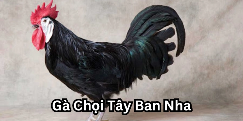 Gà Chọi Tây Ban Nha – Đẳng Cấp Với Sự Nhanh Nhẹn Và Sắc Bén