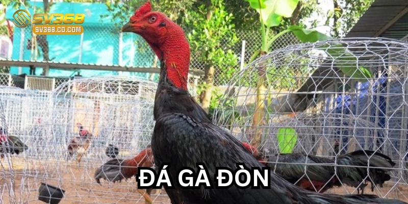 Đặc điểm của Gà Đòn