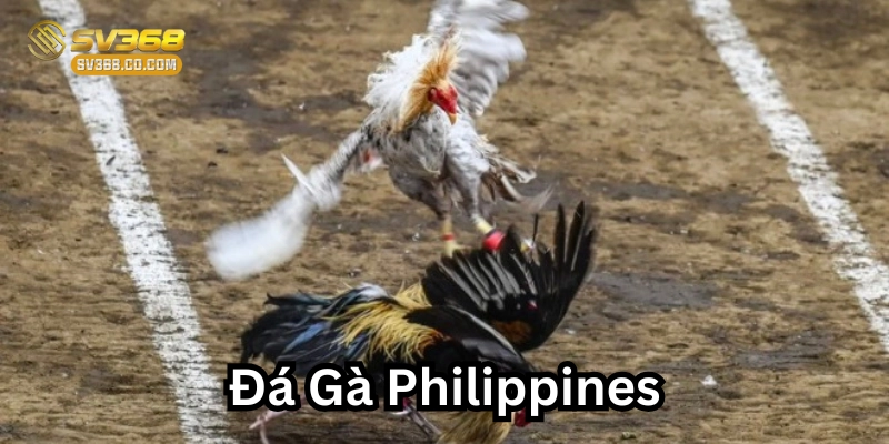 Đá Gà Philippines – Cuộc Chơi Của Những Chiến Binh Thép