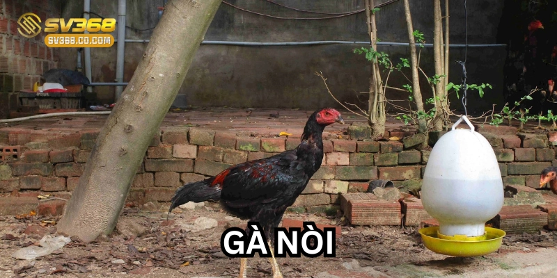 Gà Nòi là gì? 