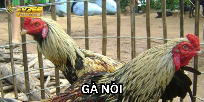 Gà Nòi Là Gì ? Chiến Kê Bất Bại Trong Giới Đá Gà