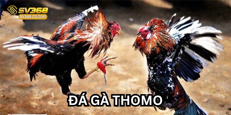 Đá Gà Thomo – Cuộc Chiến Nảy Lửa Giữa Các Chiến Kê Hàng Đầu