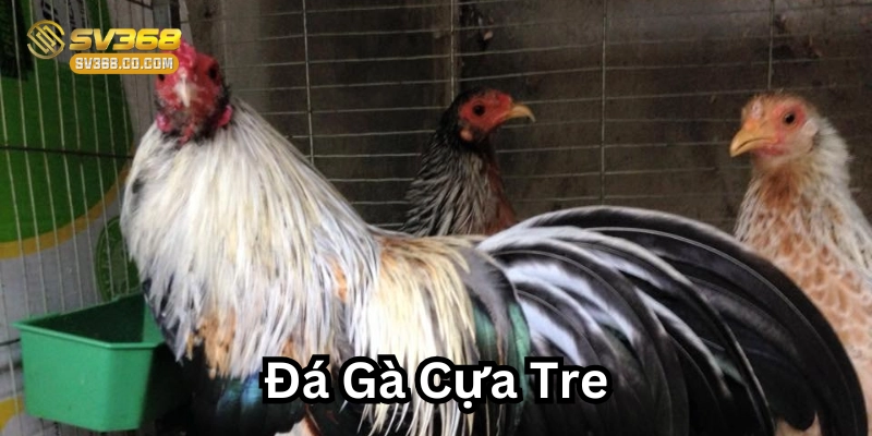 Đá Gà Cựa Tre – Nghệ Thuật Dân Gian và Cuộc So Tài Đỉnh Cao