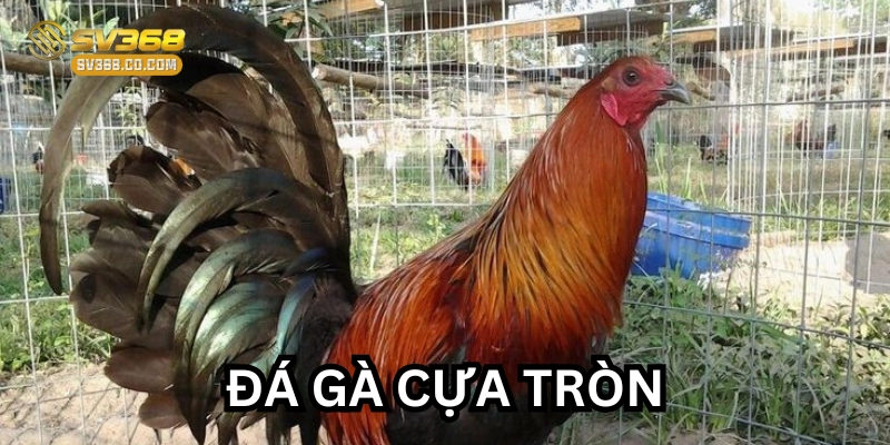 Bí Ẩn Đá Gà Cựa Tròn – Đỉnh Cao Của Những Chiến Kê Đẳng Cấp!