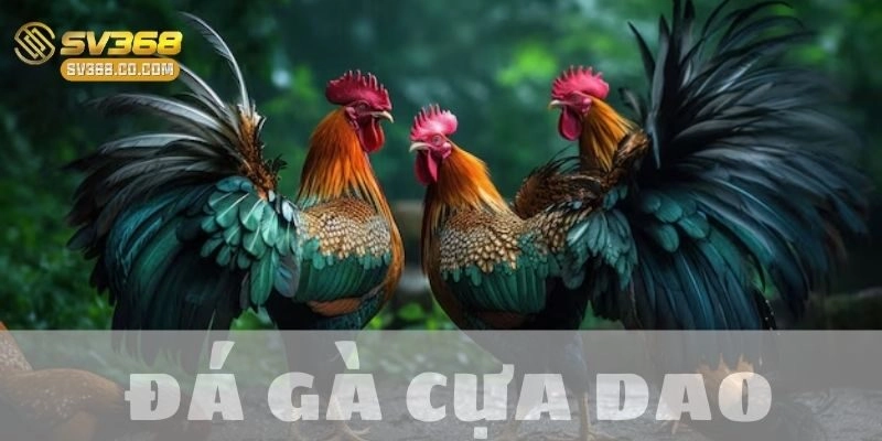 Khám phá đá gà cựa dao: Môn thể thao kịch tính và hấp dẫn