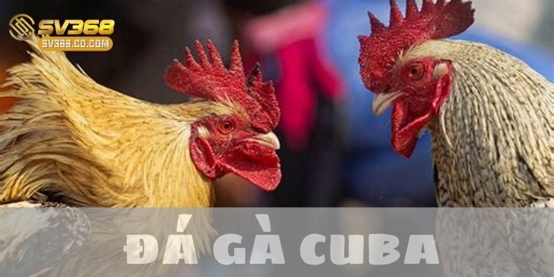 Gà chọi Cuba: Nguồn gốc, đặc điểm và sức hút đặc biệt