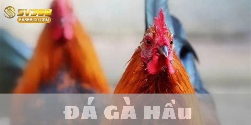 Gà đá hầu – Chiến thần sới gà với những thế đá đỉnh cao