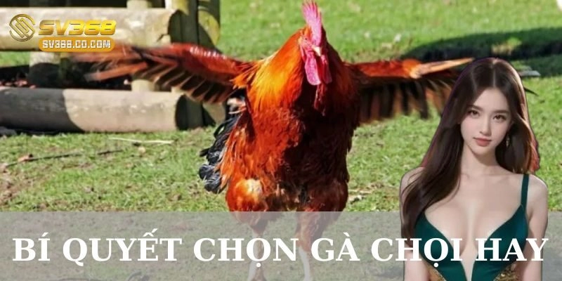 Những sai lầm cần tránh trong bí quyết chọn gà chọi hay