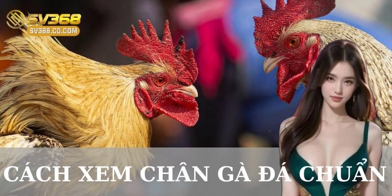 Cách xem chân gà đá chuẩn – Chọn chiến kê bất bại