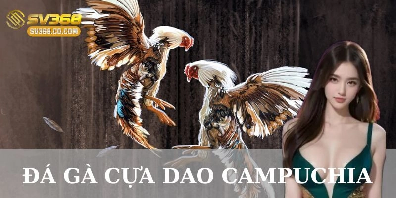 Khám phá sức hút mãnh liệt của đá gà cựa dao Campuchia