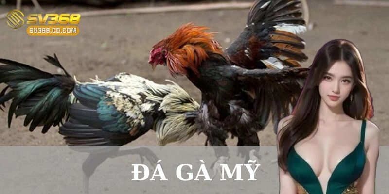 Giới thiệu về đá gà Mỹ