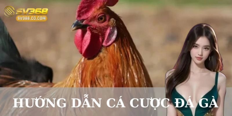 Hướng dẫn cá cược đá gà – Bí quyết thắng lớn