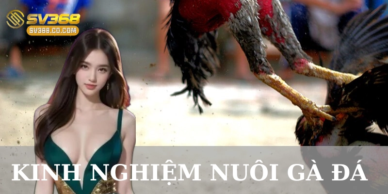 Ví dụ thực tế về kinh nghiệm nuôi gà đá