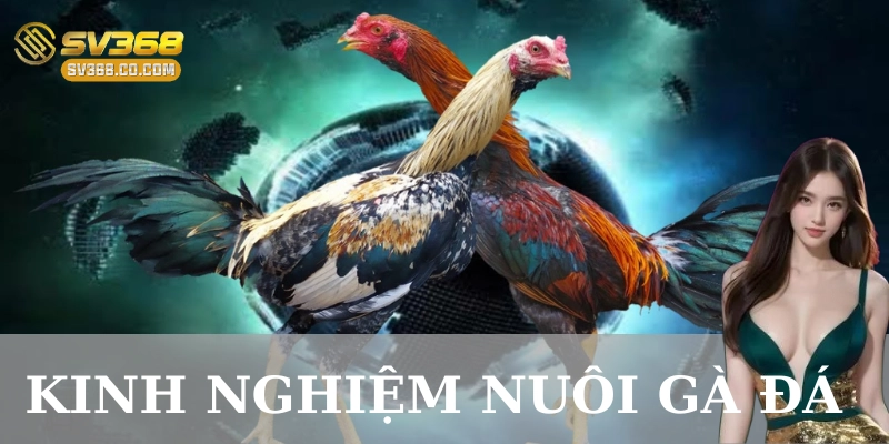 Kinh nghiệm nuôi gà đá: Bí quyết tạo nên chiến kê bất bại