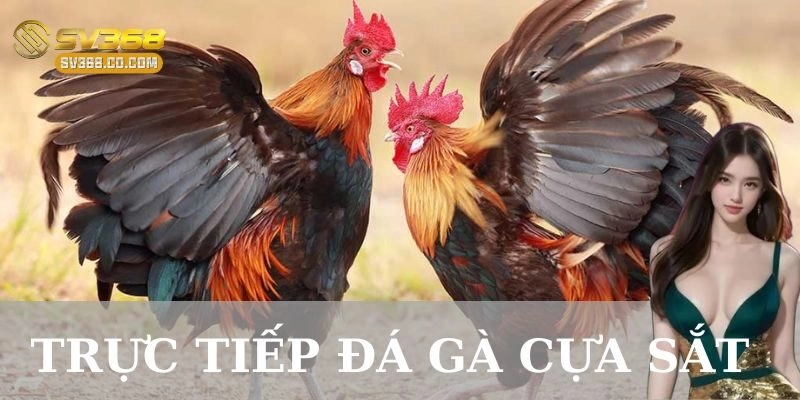 Trực tiếp đá gà cựa sắt và xu hướng trong thời đại công nghệ