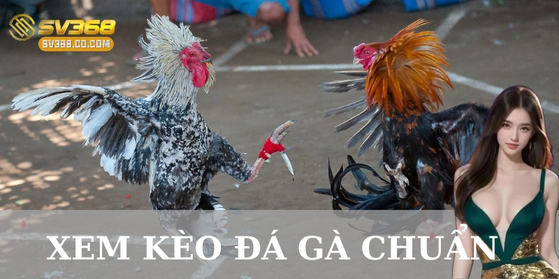 Những sai lầm cần tránh khi đặt kèo đá gà