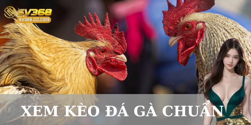 Xem kèo đá gà chuẩn: Xem chuẩn kèo – Cược thắng lớn