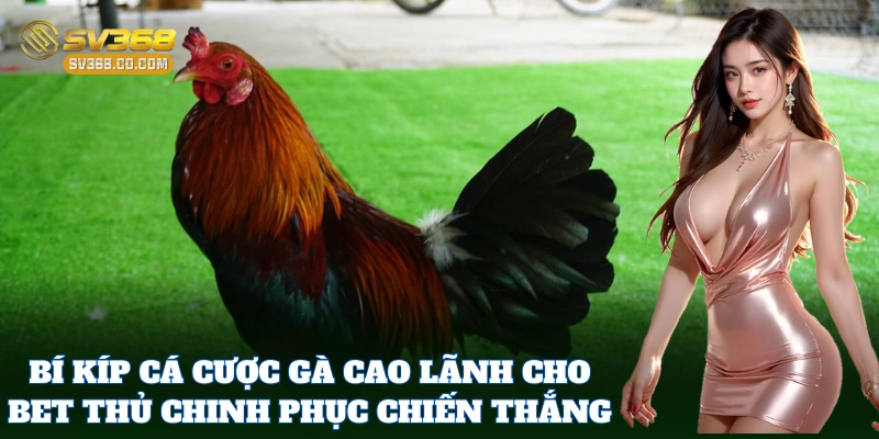 Gà Cao Lãnh – Bí Quyết Chọn Gà Chiến Đá Đỉnh Cho Sư Kê SV368