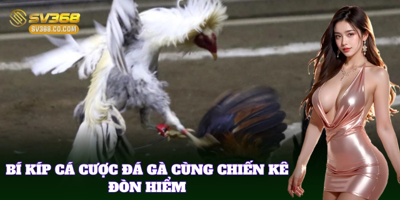 Chiến Kê Đòn Hiểm – Bí Kíp Nhận Biết Gà Đòn Sát Thủ Sàn Đấu