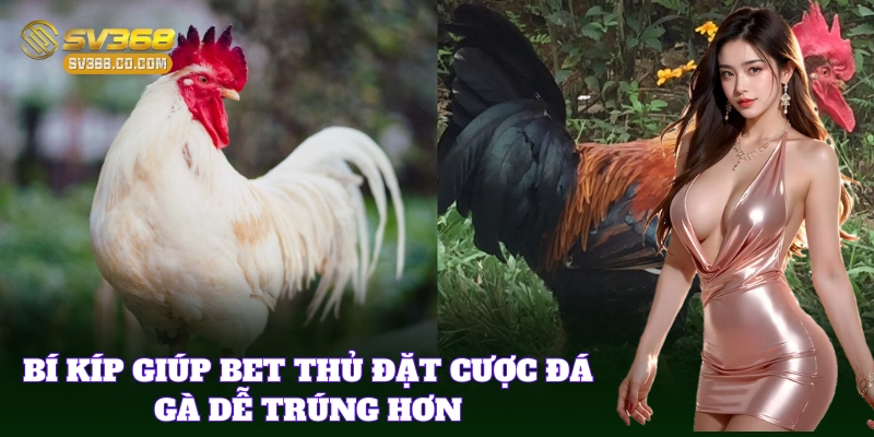 10 Giống Gà Đá Mỹ Nổi Bật Nhất – Bet Thủ SV368 Cần Biết