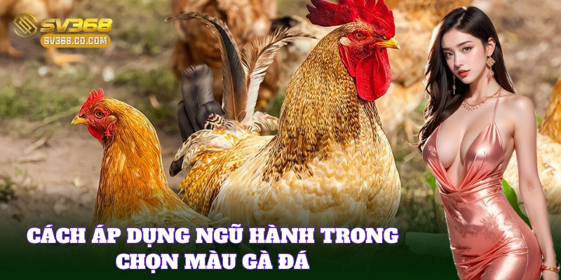 Hiểu ngũ hành để áp dụng Mẹo Chọn Gà Đá Theo Màu đúng