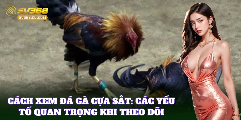 Yếu tố cần thiết trong Cách Xem Đá Gà Cựa Sắt