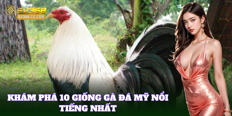 Khám phá nhanh 10 giống gà đá Mỹ nổi bật