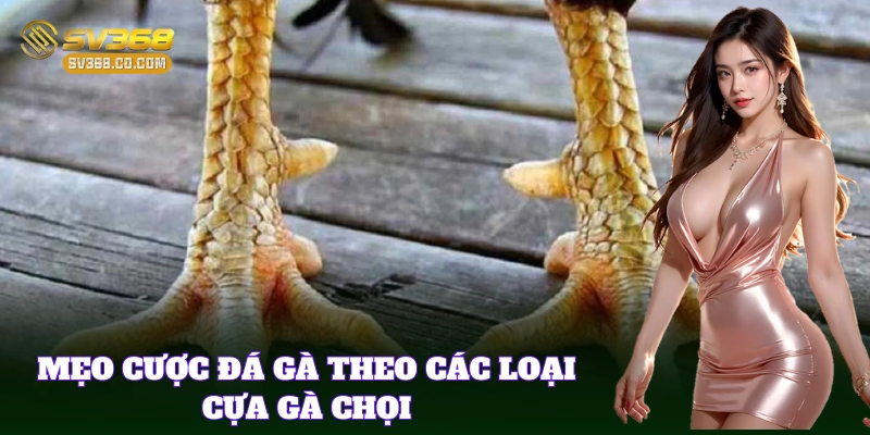 Các Loại Cựa Gà Chọi – Vũ Khí Quyết Định Trong Trận Đá Gà