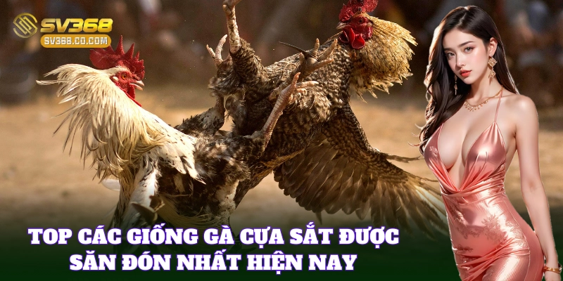 Các Giống Gà Cựa Sắt phổ biến trong đá gà