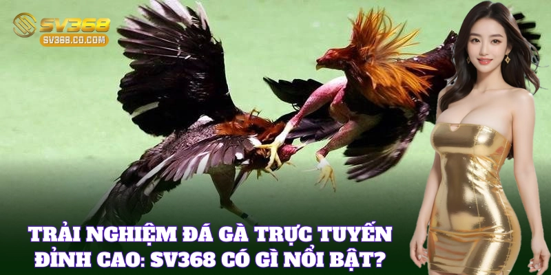 Giới thiệu tổng quan Đá Gà SV368 Có Uy Tín Không