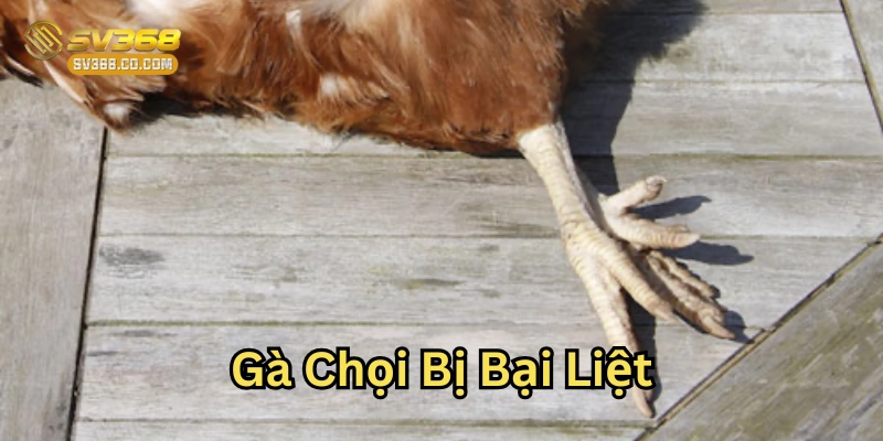 Gà Chọi Bị Bại Liệt có nguy hiểm không?