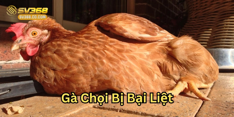 Gà Chọi Bị Bại Liệt còn thi đấu được không?