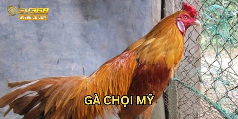 Gà Chọi Mỹ – Cách Chăm Sóc Và Huấn Luyện Đúng Cách