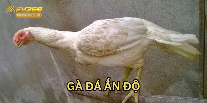 Khám Phá Gà Đá Ấn Độ SV368 – Lối Đá Mạnh, Thể Lực Dẻo Dai