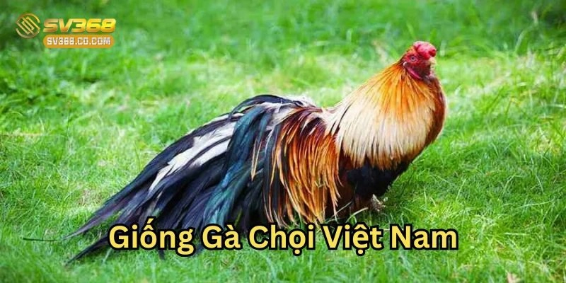 Giống Gà Chọi Việt Nam – Những Giống Gà Nổi Bật Năm 2025