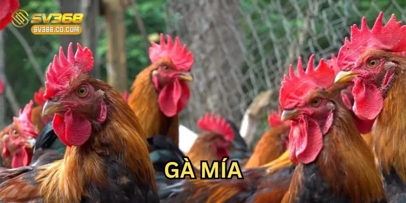 Huấn luyện Gà Mía đúng cách