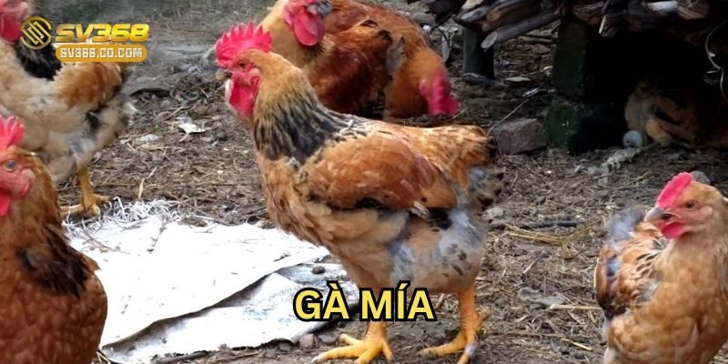 Gà Mía SV368: Ưu Thế Sức Bền Và Kinh Nghiệm Chọn Nuôi