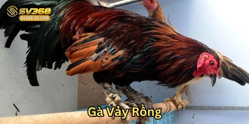 Gà Vảy Rồng Là Gì? Kinh Nghiệm Chọn Gà Từ Chuyên Gia