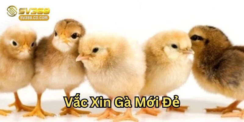 7 Loại Vắc Xin Gà Mới Đẻ Cần Tiêm Để Ngừa Bệnh Hiệu Quả