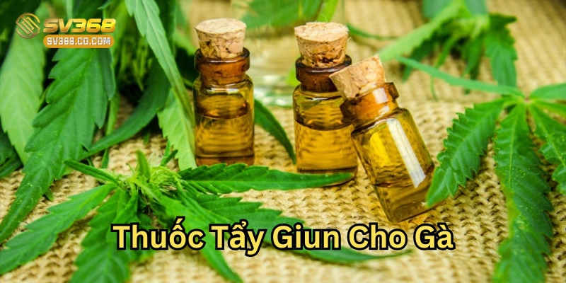 Thuốc Tẩy Giun Cho Gà bằng cách dân gian có an toàn