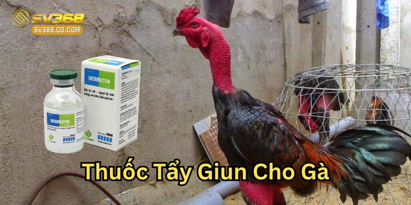 Thuốc Tẩy Giun Cho Gà Là Gì? Mẹo Dân Gian Từ SV368