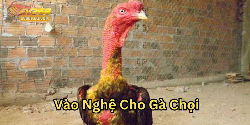 Kỹ Thuật Vào Nghệ Cho Gà Chọi Từ SV368 Hiệu Quả Từ A Đến Z